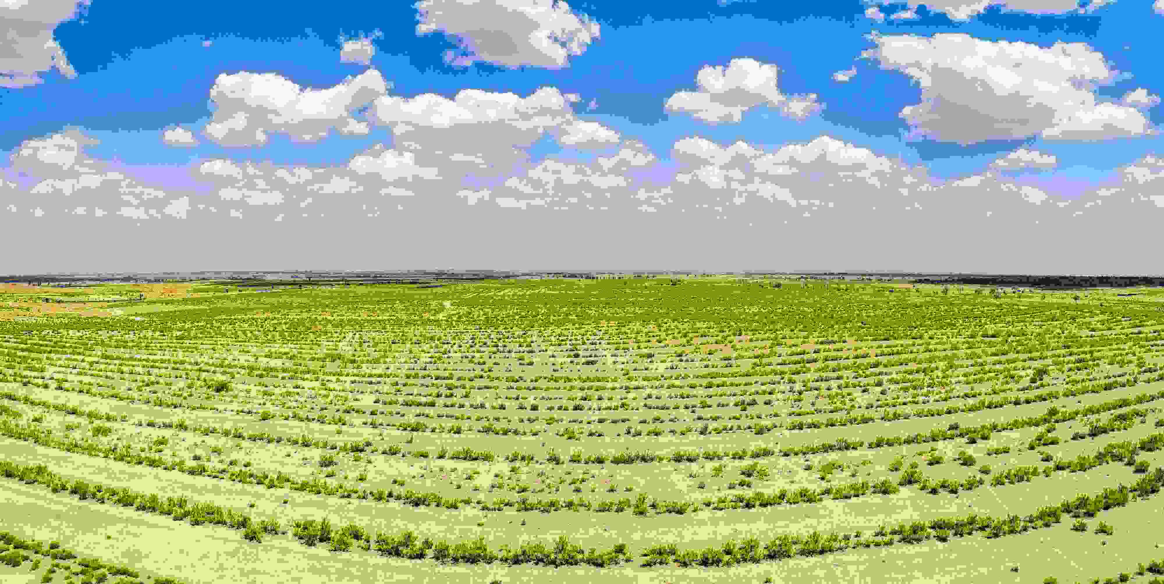 2023年6月7日，內(nèi)蒙古鄂爾多斯，毛烏素沙漠。