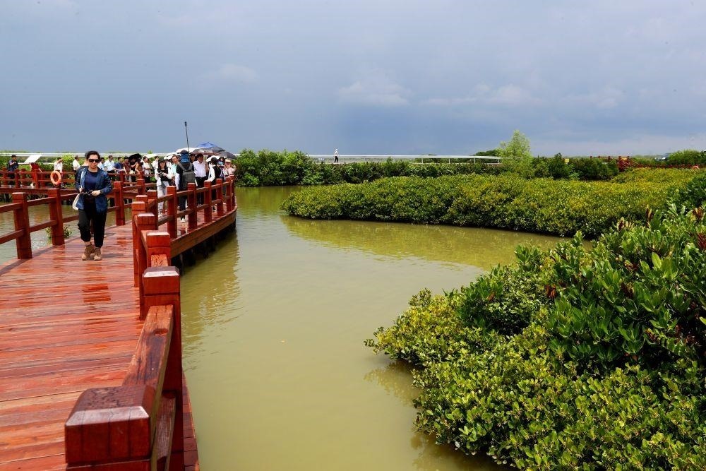 △2023年6月13日，人們?cè)趶V東湛江市麻章區(qū)金牛島觀賞紅樹(shù)林。