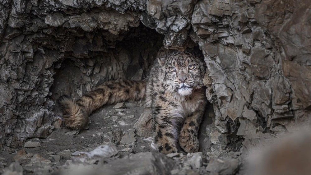 “高原精靈”雪豹。尼瑪多吉攝