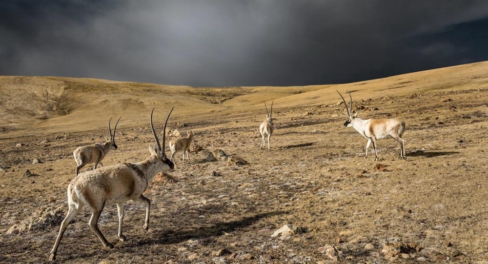 “高原精靈”藏羚羊。尼瑪多吉攝