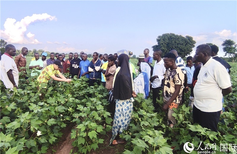 當(dāng)?shù)孛揶r(nóng)紛紛向中國專家學(xué)習(xí)技術(shù)。人民網(wǎng)記者 黃培昭攝