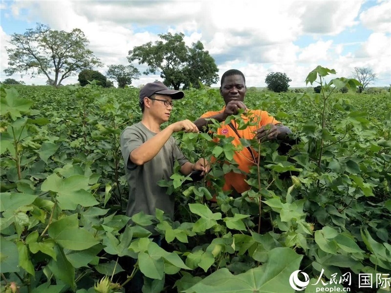 首小勇指導(dǎo)當(dāng)?shù)剞r(nóng)民種植棉花。人民網(wǎng)記者 黃培昭攝