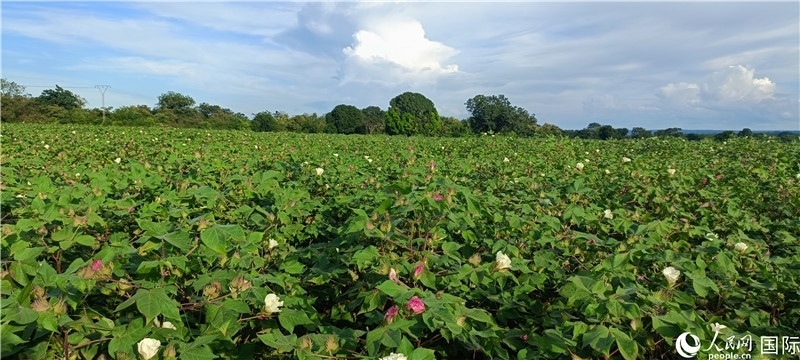 中國技術(shù)培養(yǎng)的當(dāng)?shù)孛藁ㄌ?。人民網(wǎng)記者 黃培昭攝