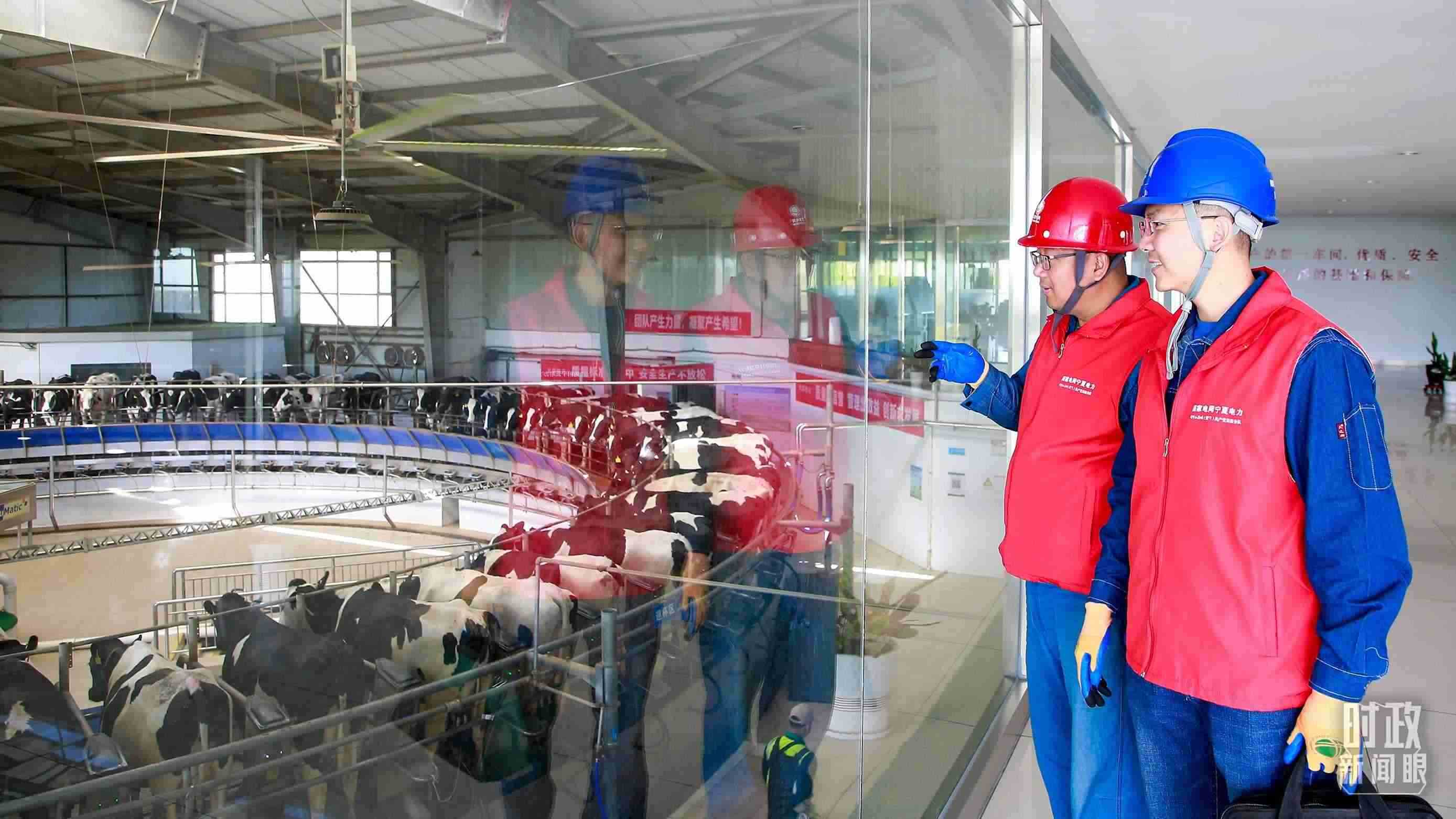  △寧夏銀川，電力員工深入奶牛養(yǎng)殖企業(yè)，助力數(shù)智化養(yǎng)殖。（圖/視覺中國）