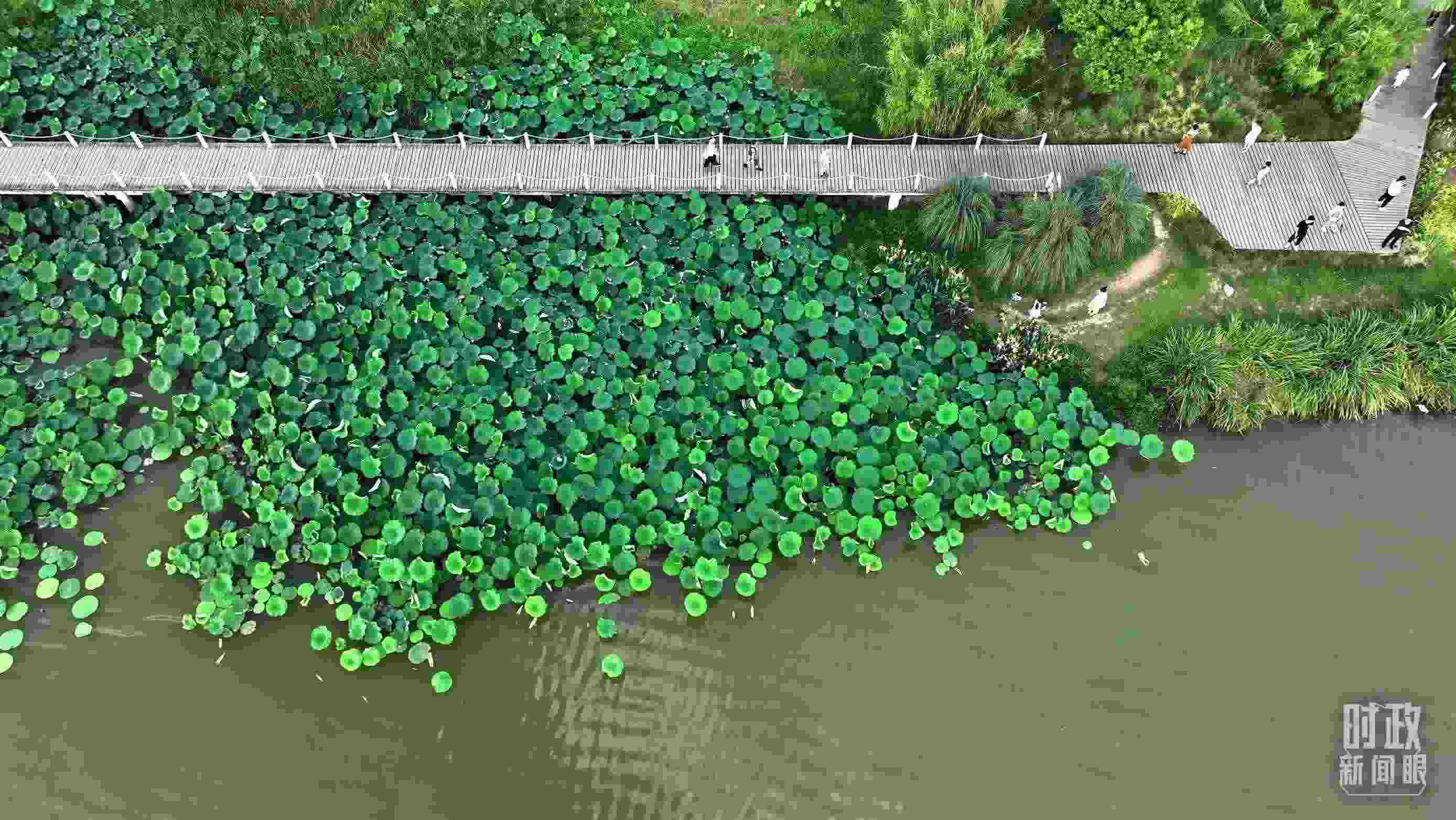 △陜西漢中天漢濕地公園內(nèi)，游人穿行，荷影婆娑。（總臺記者劉海濤拍攝）