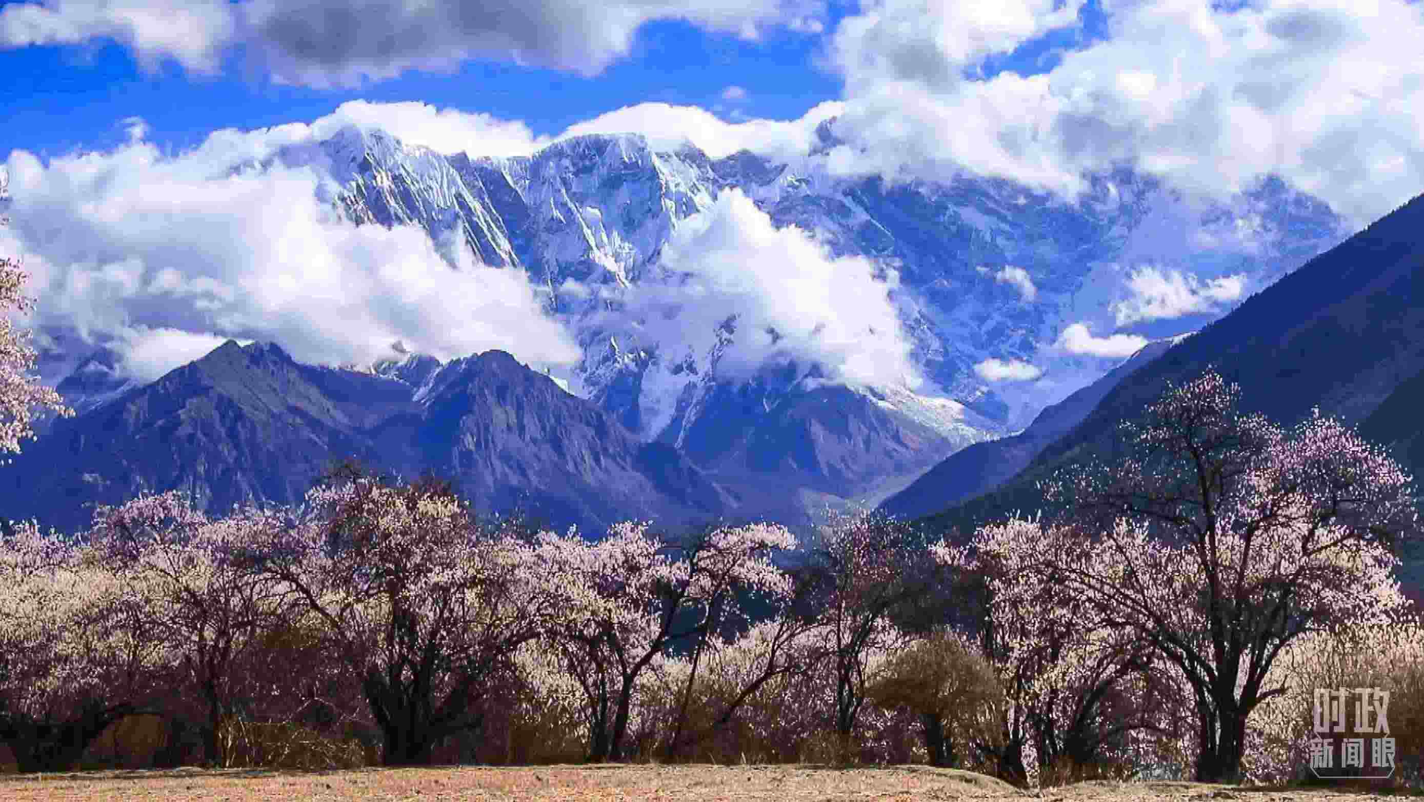 △西藏林芝。（總臺記者李旭拍攝）