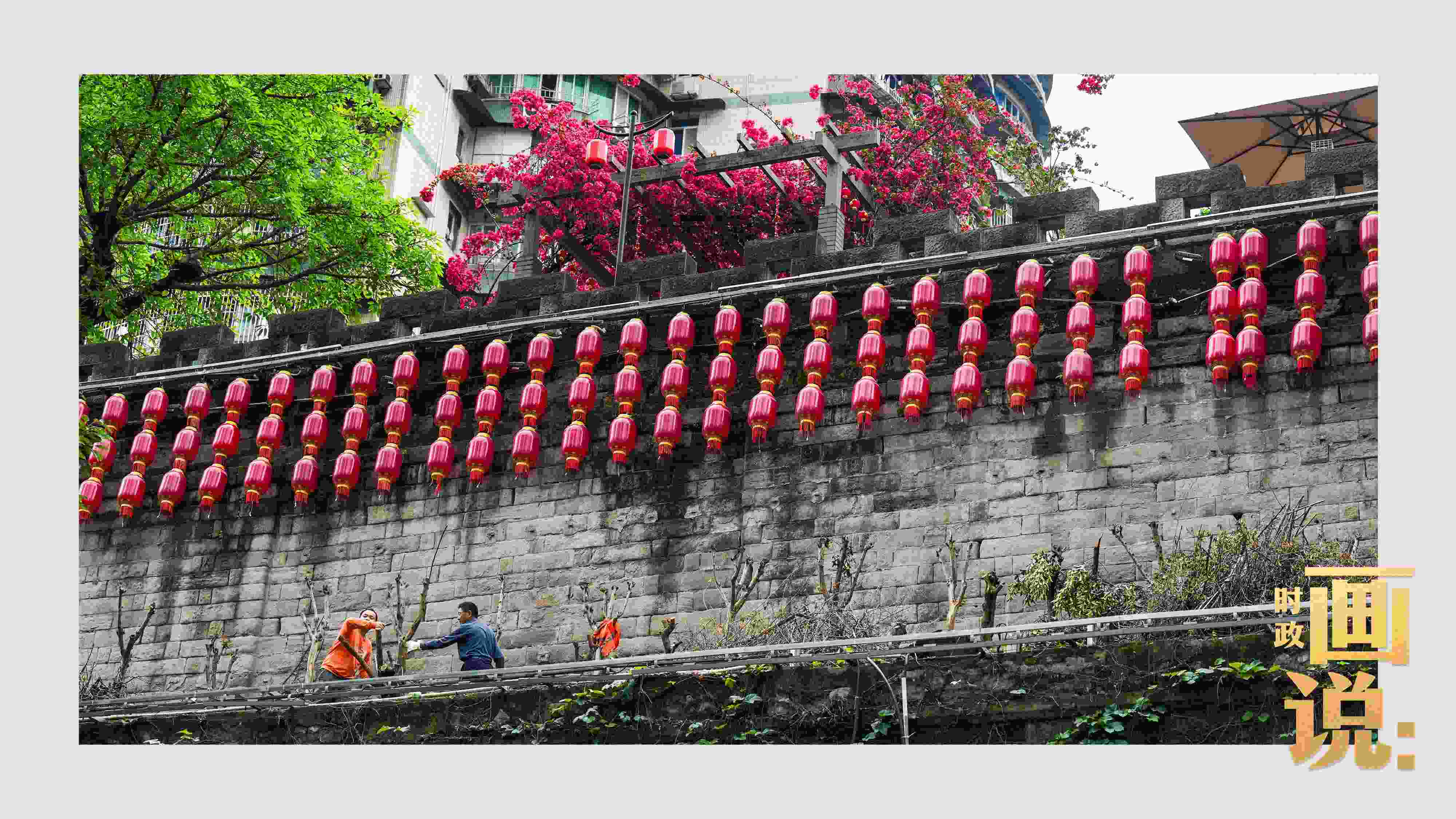 △盛放的三角梅下，園林工人修剪著古老通遠(yuǎn)門城墻上的一抹新綠。