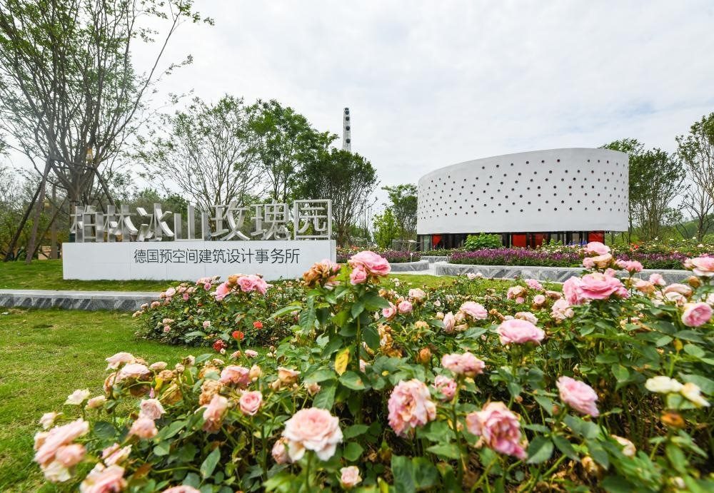 這是2024年4月22日拍攝的成都世園會(huì)主會(huì)場德國柏林冰山玫瑰園。新華社記者 王曦 攝