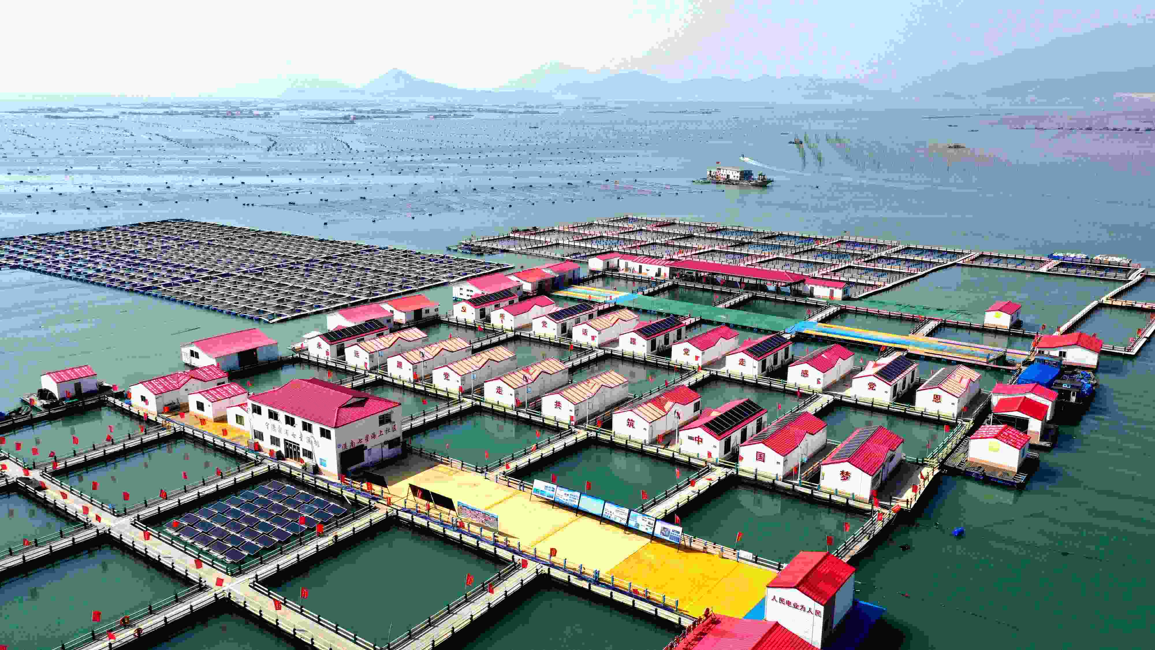 2024年3月20日，福建省寧德市，霞浦縣溪南鎮(zhèn)七星村漁排養(yǎng)殖示范區(qū)，漁民駕駛養(yǎng)殖船進行海參養(yǎng)殖作業(yè)。