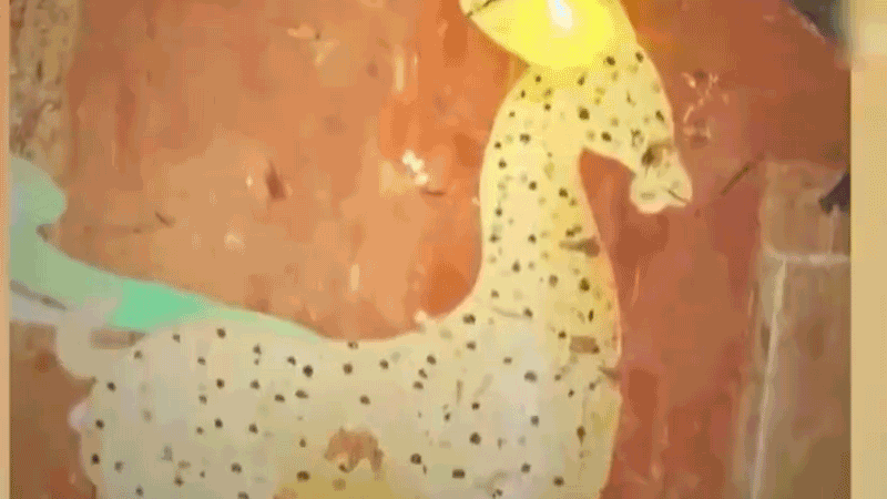 在全新技術(shù)支持下，敦煌莫高窟實(shí)現(xiàn)了窟內(nèi)文物窟外看的新體驗(yàn)。