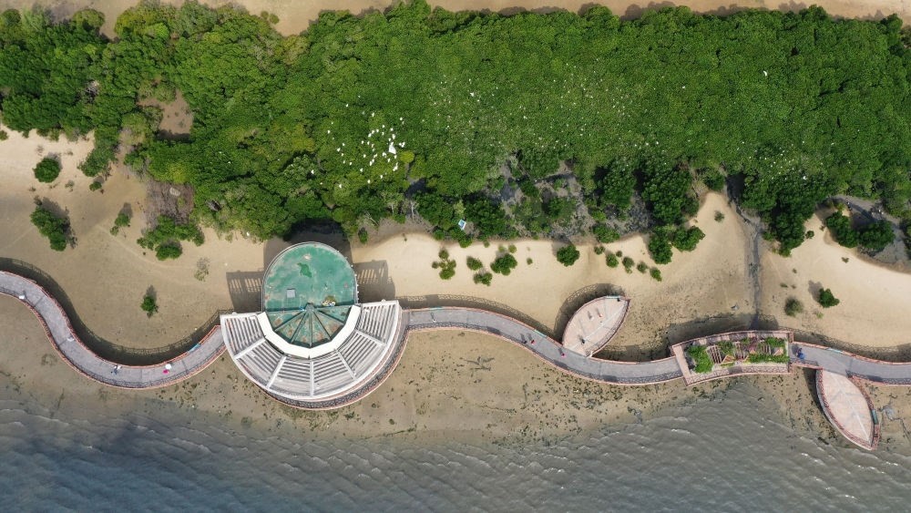 俯瞰廣東湛江市區(qū)海邊的紅樹林（2023年5月25日攝，無人機(jī)照片）。