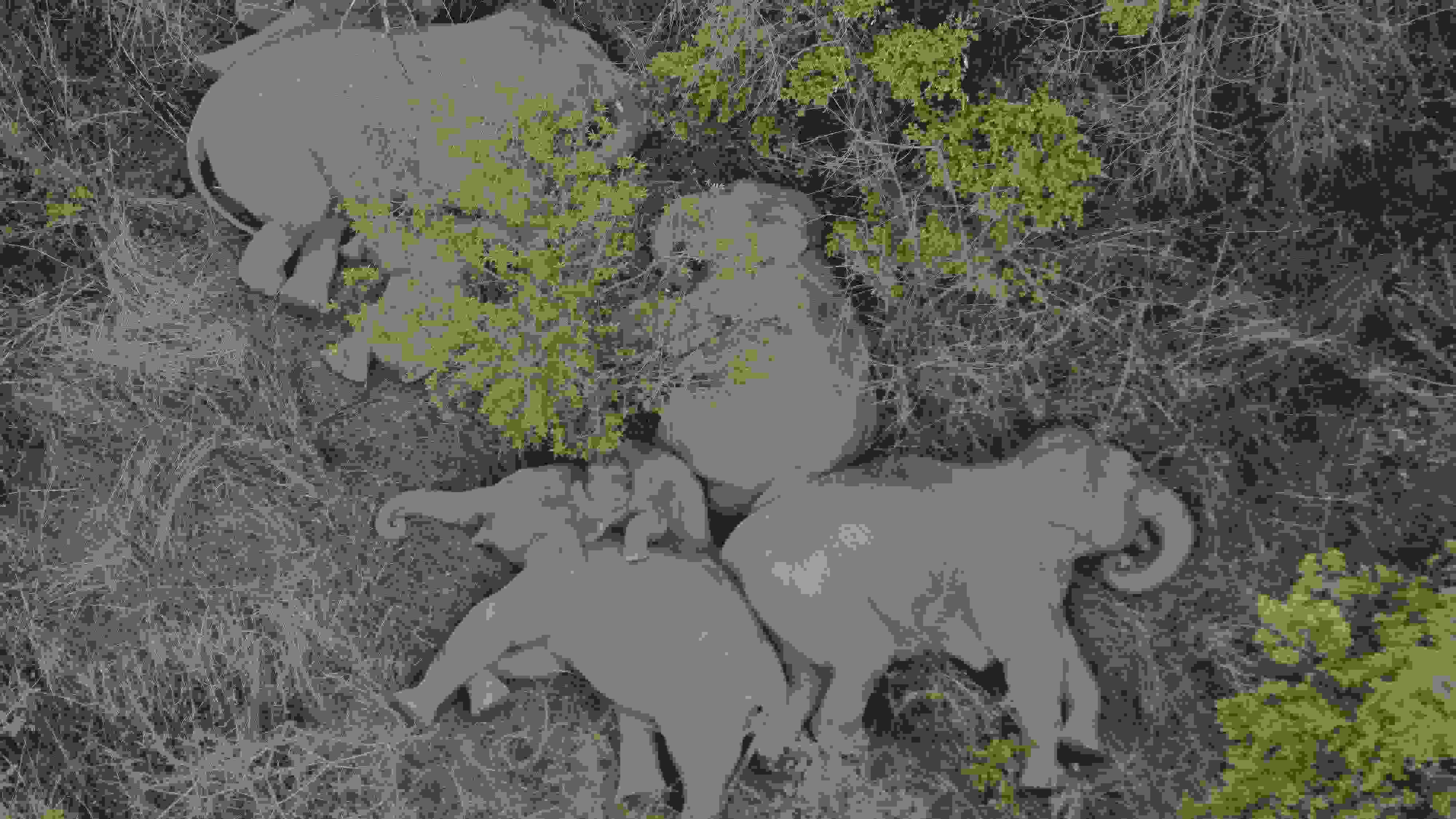 2021年6月7日，航拍顯示亞洲象群在云南省昆明市晉寧區(qū)夕陽鄉(xiāng)山林地里睡覺休息。