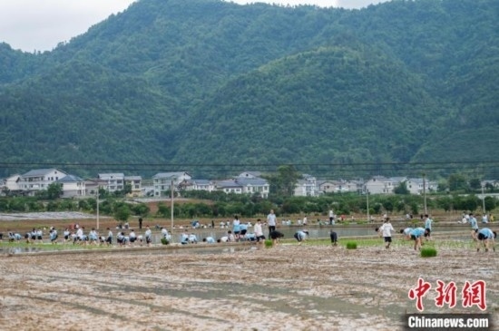 圖為5月21日，綏陽縣旺草中學(xué)學(xué)生在旺草萬畝大壩體驗(yàn)插秧。唐哲 攝