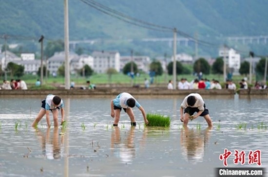 圖為5月21日，綏陽縣旺草中學(xué)學(xué)生在旺草萬畝大壩體驗(yàn)插秧。唐哲 攝