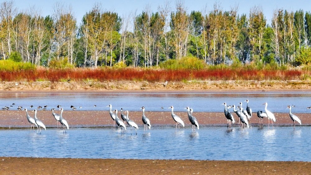 在山東黃河三角洲國家級自然保護區(qū)拍攝的白枕鶴（2022年10月18日攝）。新華社發(fā)（楊斌 攝）
