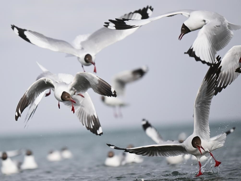 這是2023年4月13日在青海湖拍攝的棕頭鷗。新華社記者 張龍 攝