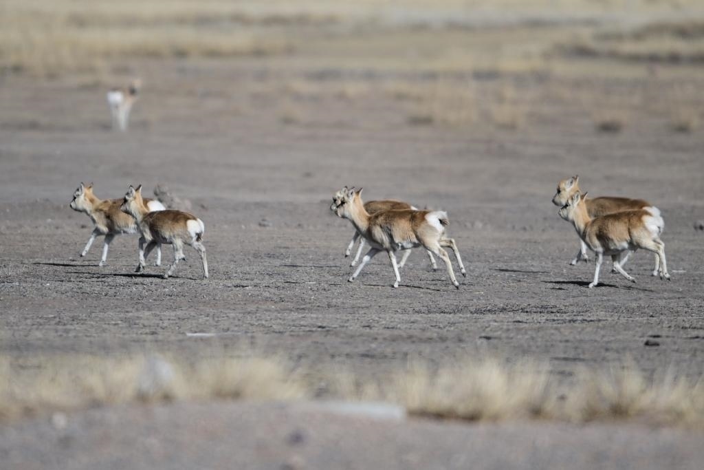 這是1月24日在青海省海北藏族自治州剛察縣哈爾蓋鎮(zhèn)境內(nèi)的草原上拍攝的普氏原羚。新華社記者 張龍 攝