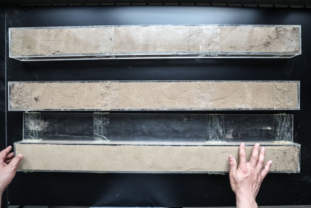 “草根博士”呂林有在遼寧省農(nóng)業(yè)科學(xué)院沙地治理與利用研究所章古臺(tái)基地實(shí)驗(yàn)室整理提取的沙地土壤剖面樣本（2024年5月30日攝）。新華社記者 潘昱龍 攝