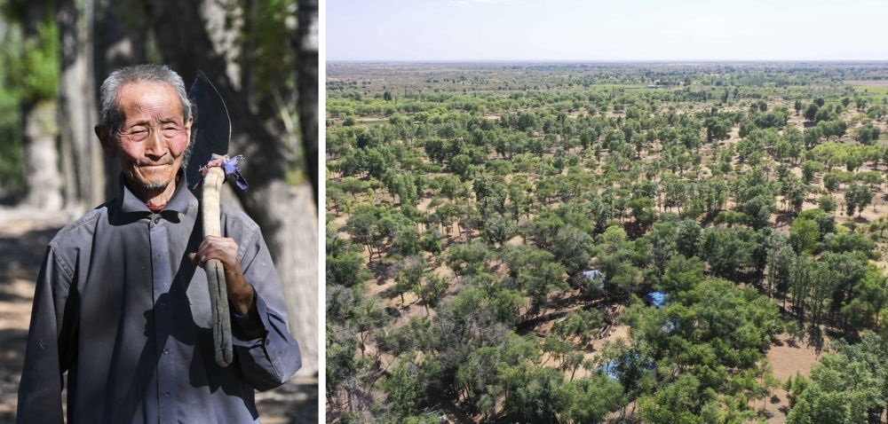 拼版照片：左圖為內(nèi)蒙古鄂托克前旗呼和陶勒蓋嘎查的牧民曹扎娃出門勞作（2023年6月14日攝）；右圖為曹扎娃的承包地（2023年6月14日攝，無人機(jī)照片）。20世紀(jì)80年代，在毛烏素沙地中，曹扎娃主動(dòng)承包了2300多畝沙地。這么多年來，曹扎娃堅(jiān)持種樹治沙，最終將沙地變成了林海。新華社記者 劉磊 攝