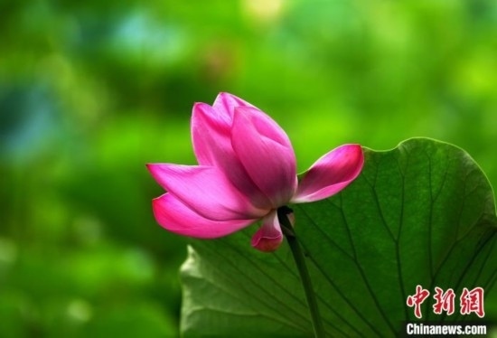 6月19日，時(shí)值一年畢業(yè)季，四川大學(xué)望江校區(qū)荷花池里的荷花盛開，成為了畢業(yè)生們的打卡圣地，吸引了眾多畢業(yè)生拍照留念。圖為盛開的荷花。中新社記者 安源 攝