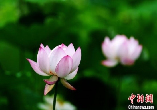 6月19日，時(shí)值一年畢業(yè)季，四川大學(xué)望江校區(qū)荷花池里的荷花盛開，成為了畢業(yè)生們的打卡圣地，吸引了眾多畢業(yè)生拍照留念。圖為盛開的荷花。中新社記者 安源 攝