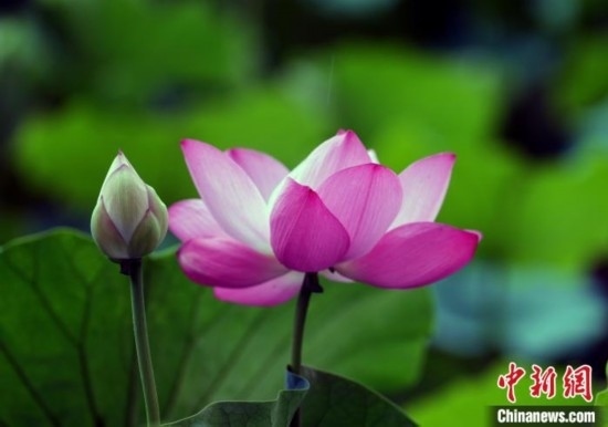 6月19日，時(shí)值一年畢業(yè)季，四川大學(xué)望江校區(qū)荷花池里的荷花盛開，成為了畢業(yè)生們的打卡圣地，吸引了眾多畢業(yè)生拍照留念。圖為盛開的荷花。中新社記者 安源 攝