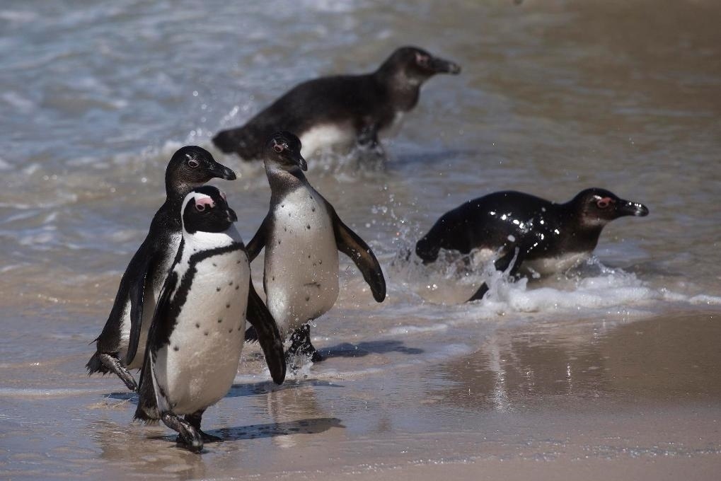 這是2021年9月29日在南非西蒙斯敦的博爾德斯海灘拍攝的捕食歸來的非洲企鵝。新華社記者 陳誠 攝