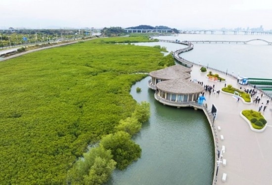 2024年1月23日拍攝的廈門市翔安區(qū)下潭尾紅樹林公園（無人機照片）。新華社記者 林善傳 攝