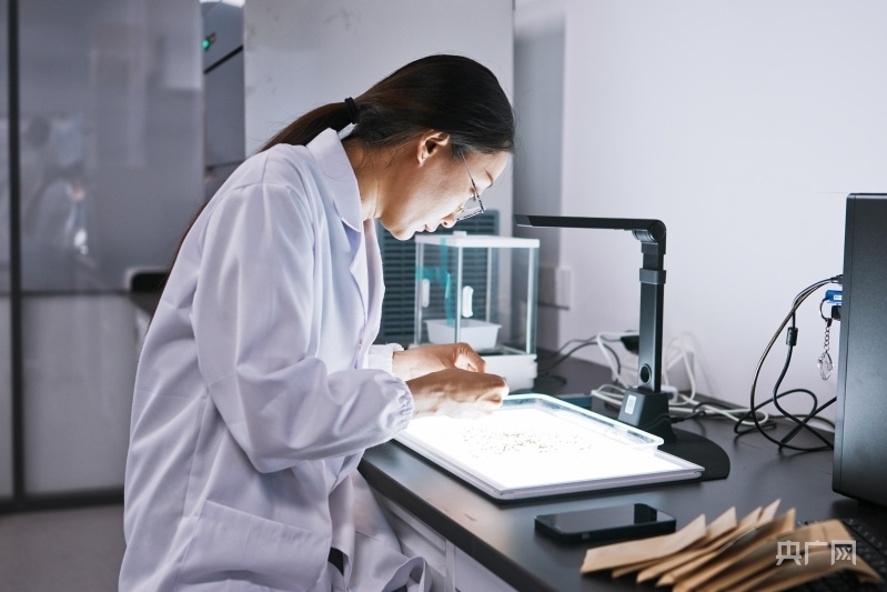 科研人員在實驗室進(jìn)行考種工作(央廣網(wǎng)記者 張羲輪 攝)