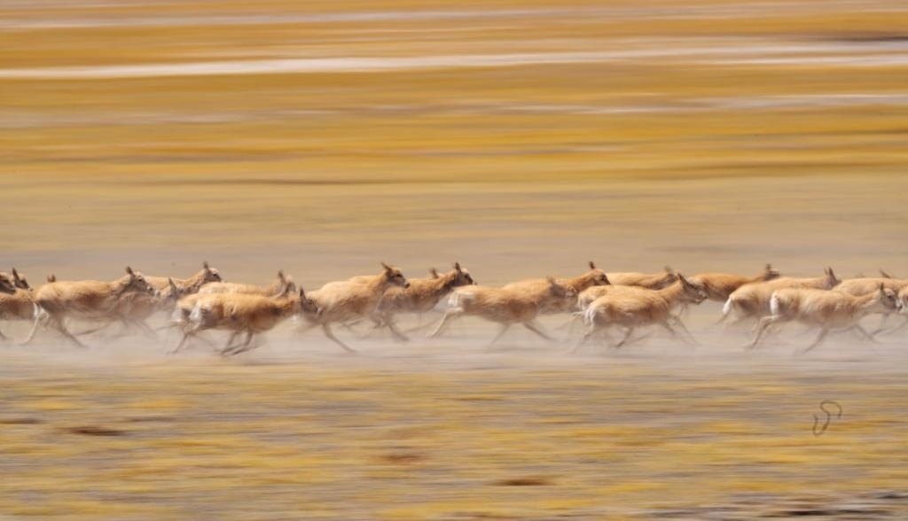 2024年6月13日，在羌塘國家級自然保護區(qū)，遷徙中的藏羚羊奔跑起來。新華社記者費茂華攝