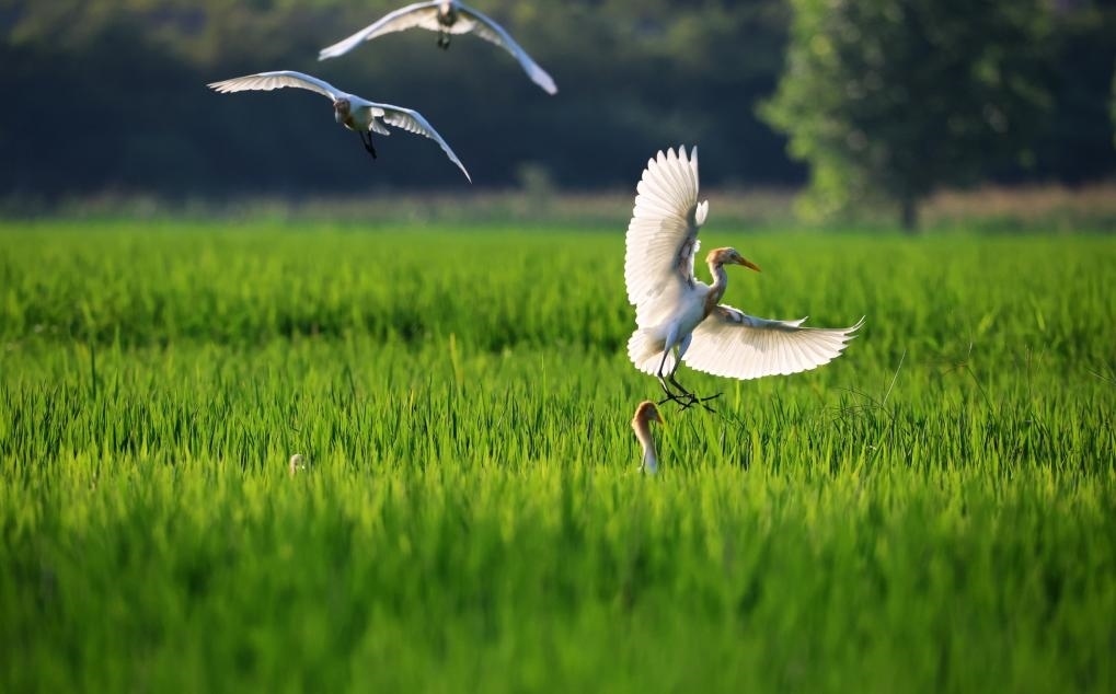 2023年8月7日，鷺鳥在山東省臨沂市郯城縣郯城街道水稻田間飛舞。新華社發(fā)（張春雷 攝）