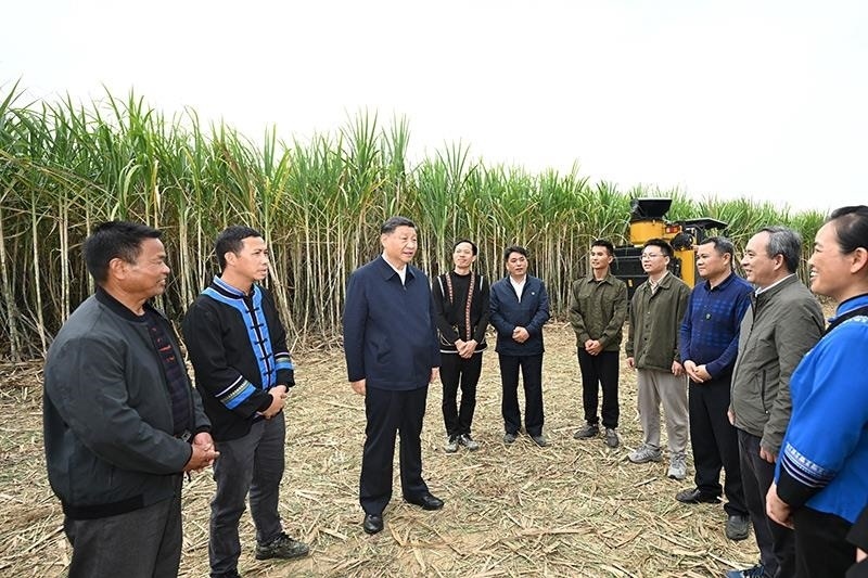2023年12月14日，習(xí)近平總書(shū)記在廣西來(lái)賓市國(guó)家現(xiàn)代農(nóng)業(yè)產(chǎn)業(yè)園黃安優(yōu)質(zhì)“雙高”糖料蔗基地考察時(shí)，同蔗農(nóng)、農(nóng)機(jī)手和農(nóng)技人員親切交流。