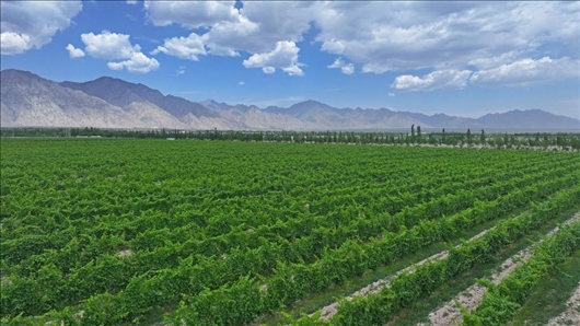 閩寧從荒蕪貧瘠的荒灘戈壁變成了如今的片片綠洲。