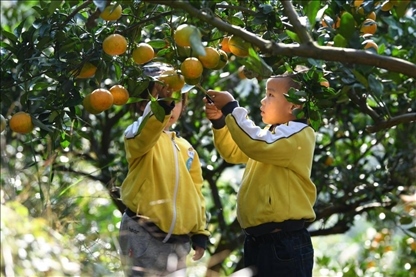 貴州黃平縣小朋友在校外勞動(dòng)實(shí)踐基地采摘柑橘。