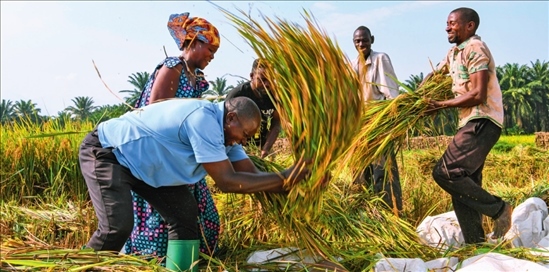 2018 年，中國(guó)農(nóng)業(yè)專(zhuān)家組在布隆迪布班扎省吉漢加縣設(shè)立首個(gè)水稻減貧示范村。圖為當(dāng)?shù)剞r(nóng)戶(hù)在稻田里給雜交水稻脫粒（2023 年 6 月 20 日攝） 韓旭攝 / 本刊