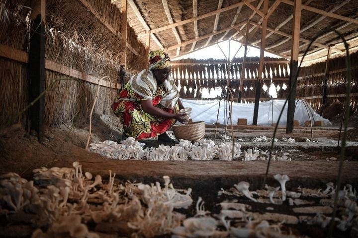 2024年2月6日，在中非共和國達(dá)馬拉，法蒂瑪在菇棚內(nèi)收獲菌草菇。2022年，法蒂瑪在聽說中國菌草專家在班吉傳授技術(shù)后主動前往學(xué)習(xí)，從一間小菌棚起步，逐漸擴(kuò)大為如今小有名氣的合作社。新華社記者 韓旭 攝