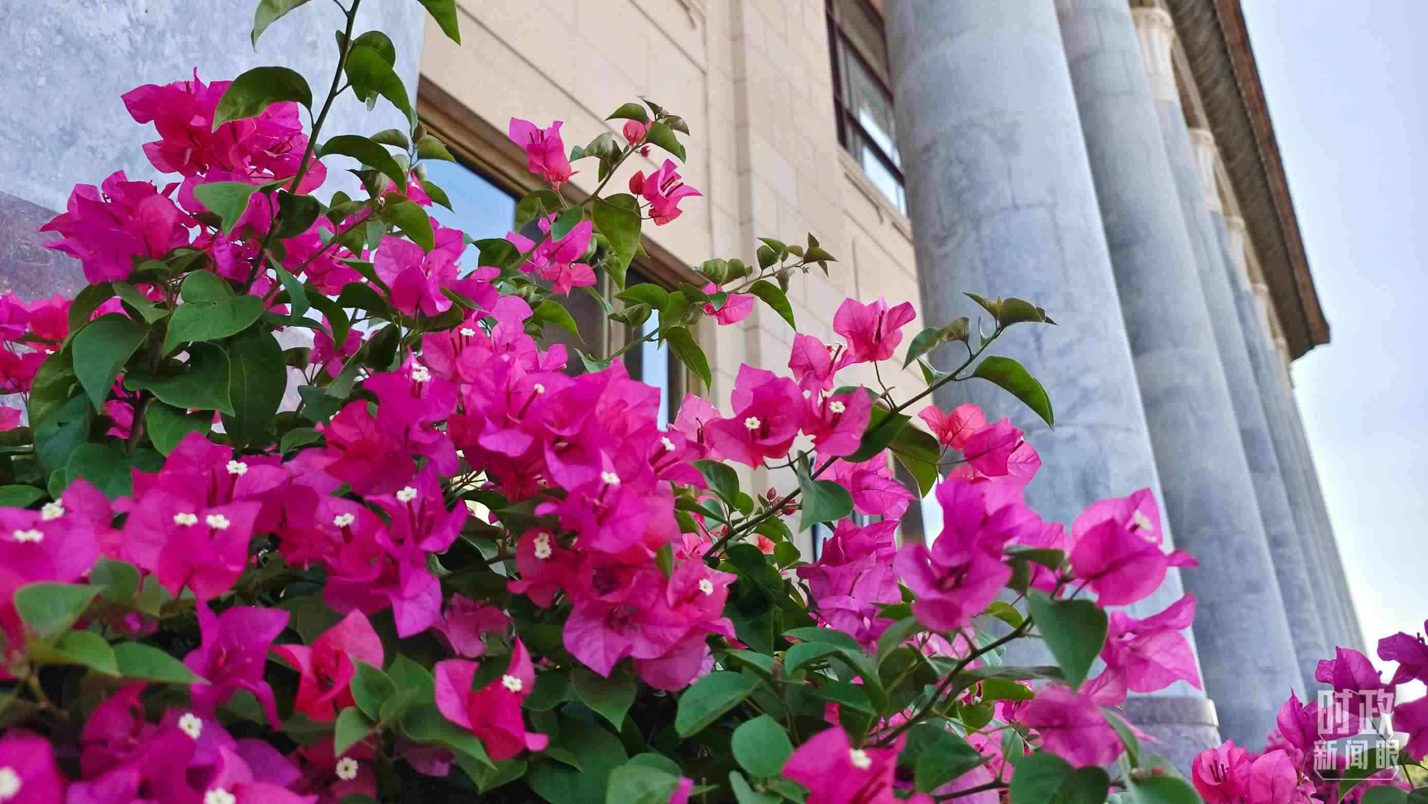 △人民大會堂外花團(tuán)錦簇。（總臺央視記者韓銳拍攝）