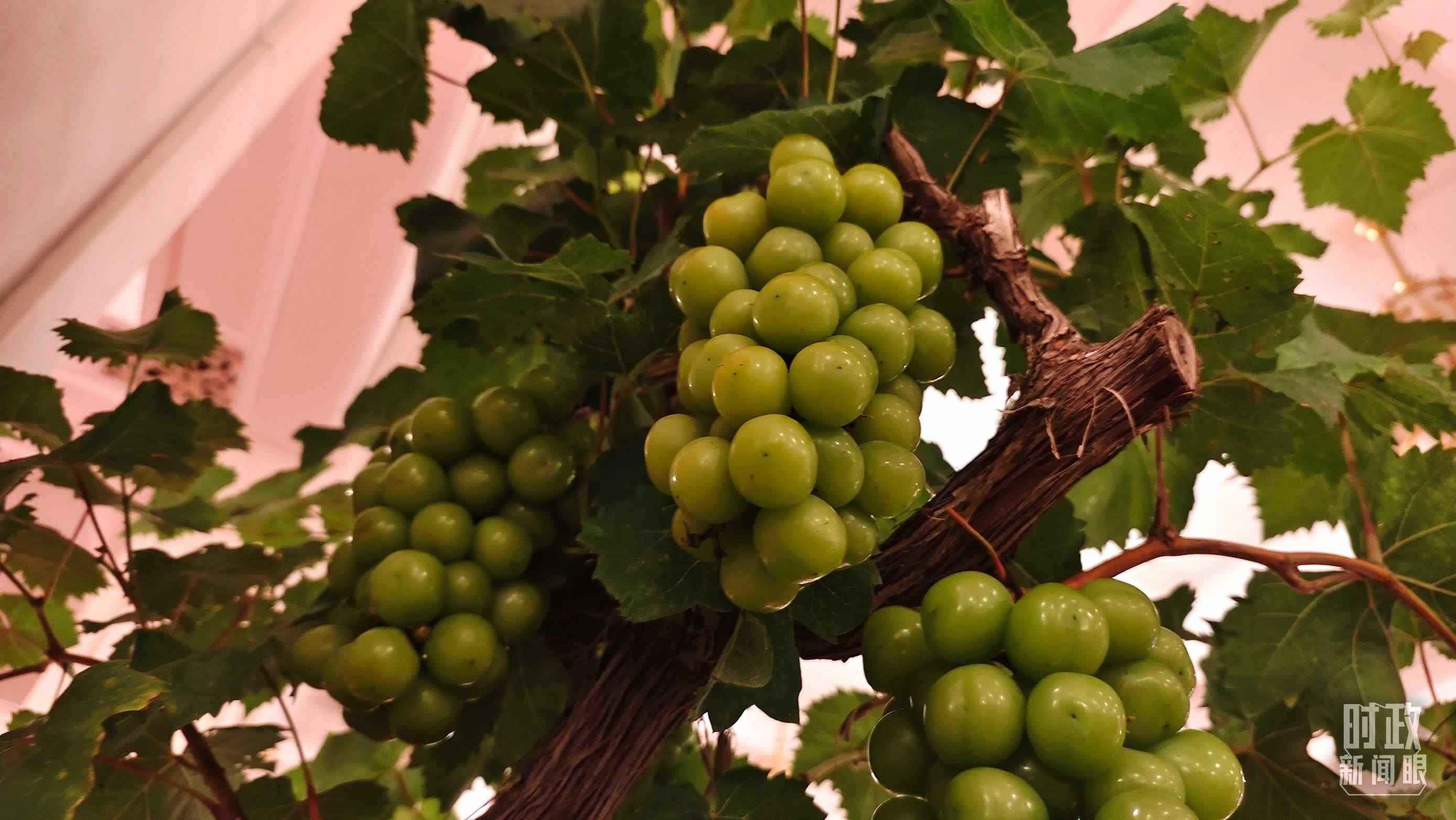  △人民大會堂的盆景，碩果累累。（總臺央視記者韓銳拍攝）