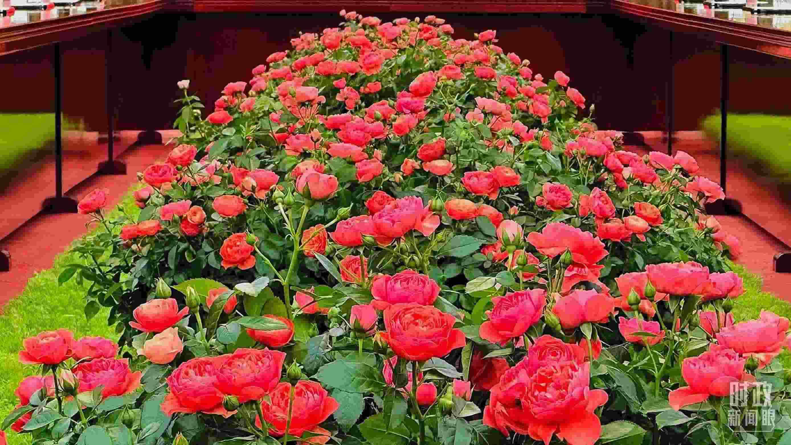 東大廳會談桌中間擺放的紅果汁月季，象征著蓬勃與堅韌。（總臺央視記者范一鳴拍攝）