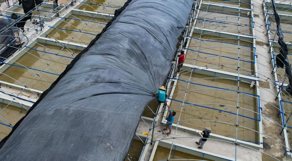 在文昌市翁田鎮(zhèn)的海興農(nóng)翁田蝦苗場，工人重新鋪設(shè)頂棚。無人機照片，新華社記者楊冠宇 攝