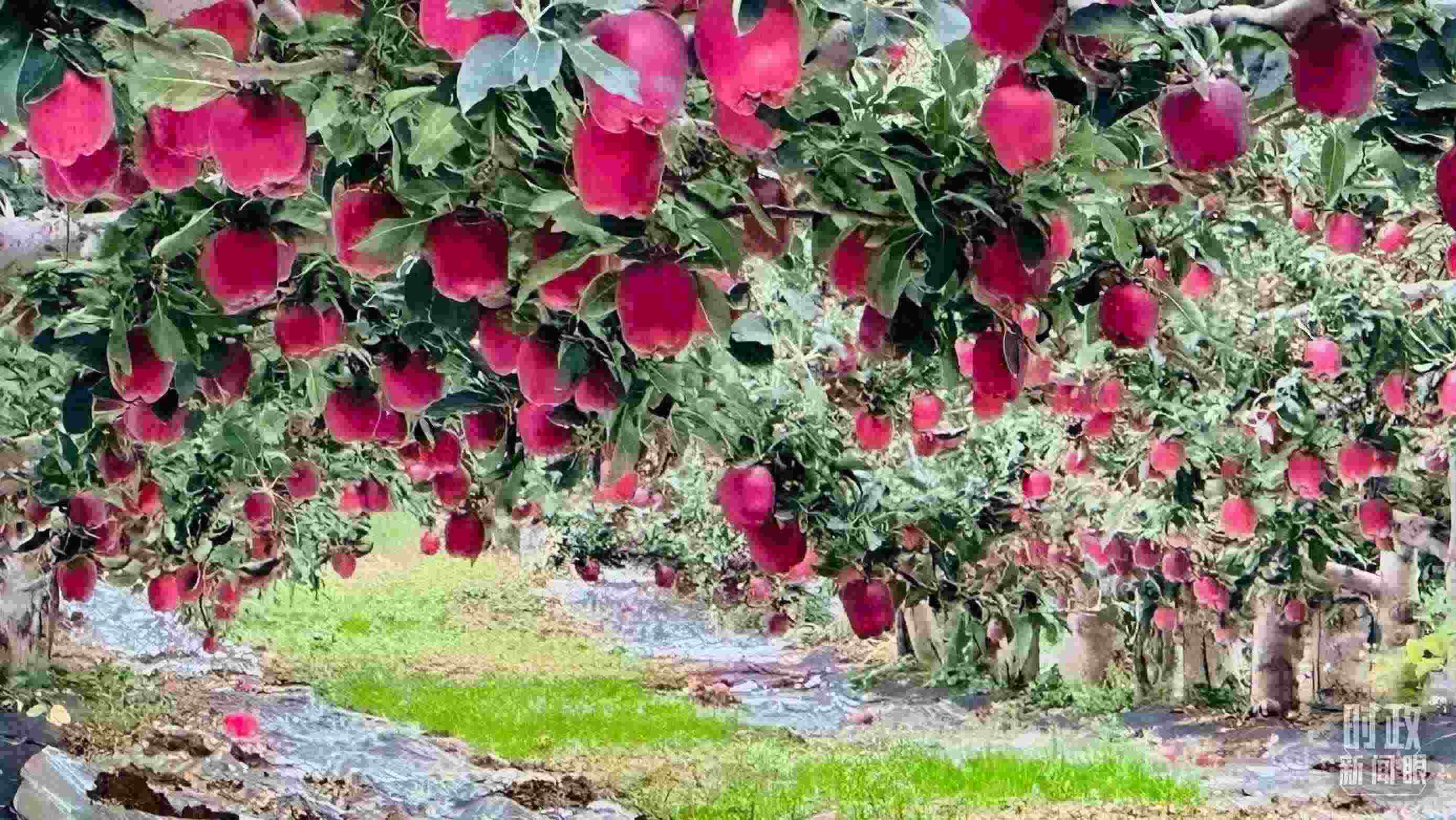 △ 麥積區(qū)南山花牛蘋(píng)果基地。（總臺(tái)央視記者范一鳴拍攝）
