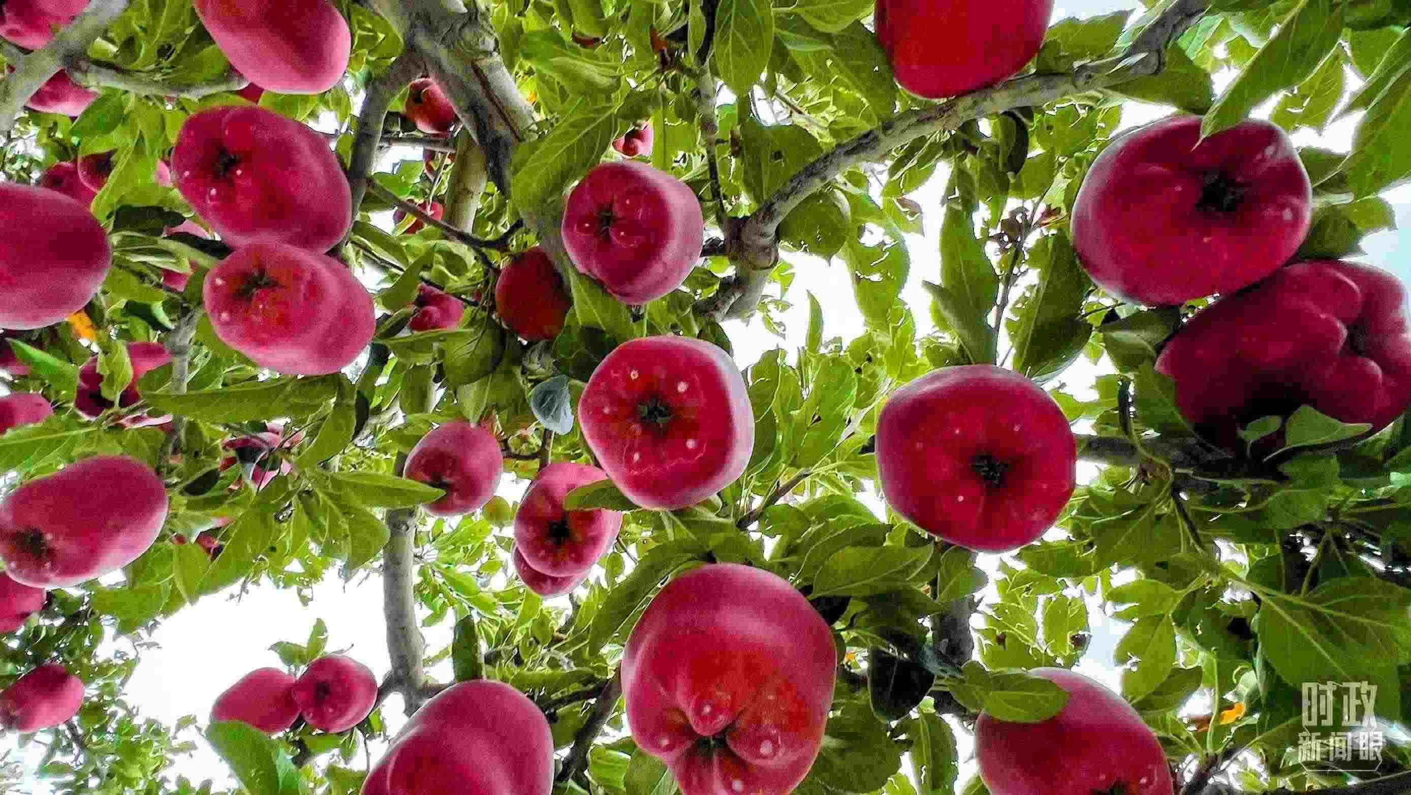 △ 麥積區(qū)南山花牛蘋(píng)果基地。（總臺(tái)央視記者程鋮拍攝）