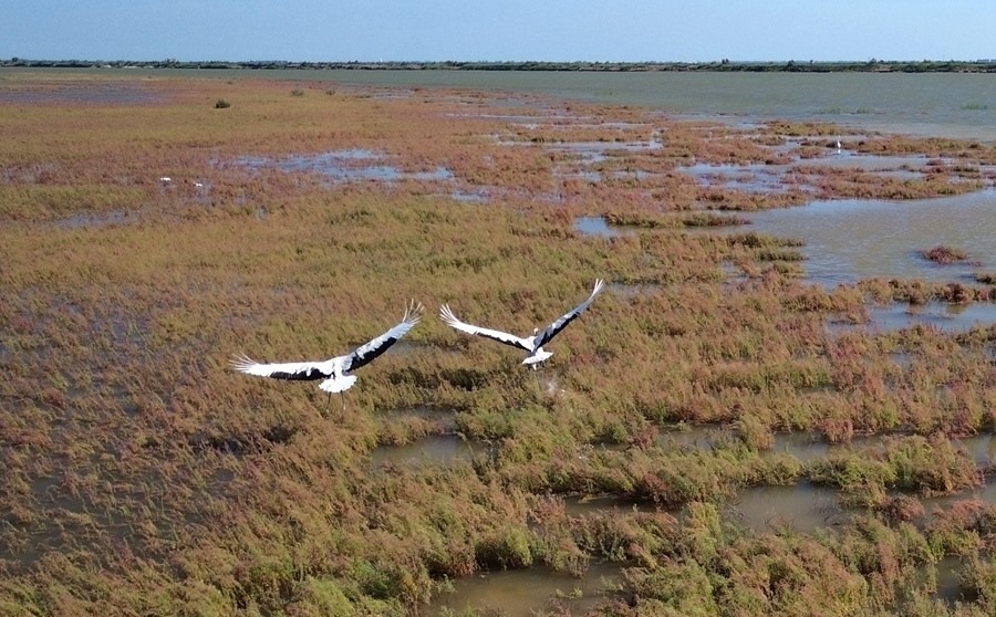 2024年8月28日，丹頂鶴在黃河三角洲國家級自然保護區(qū)展翅翱翔（無人機照片）。新華社記者 徐速繪 攝