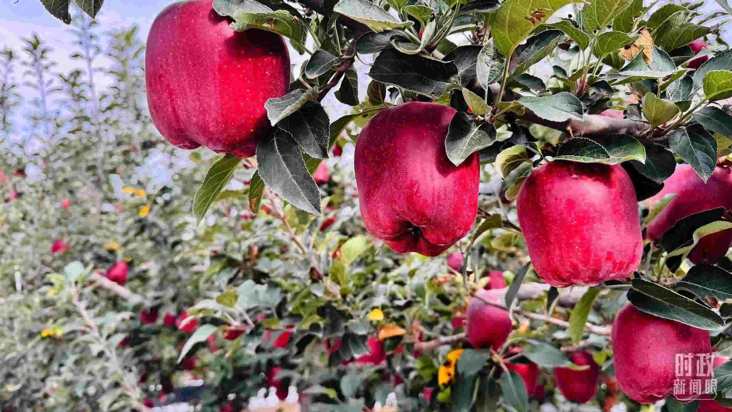 △ 麥積區(qū)南山花牛蘋(píng)果基地。（總臺(tái)央視記者黎兵拍攝）