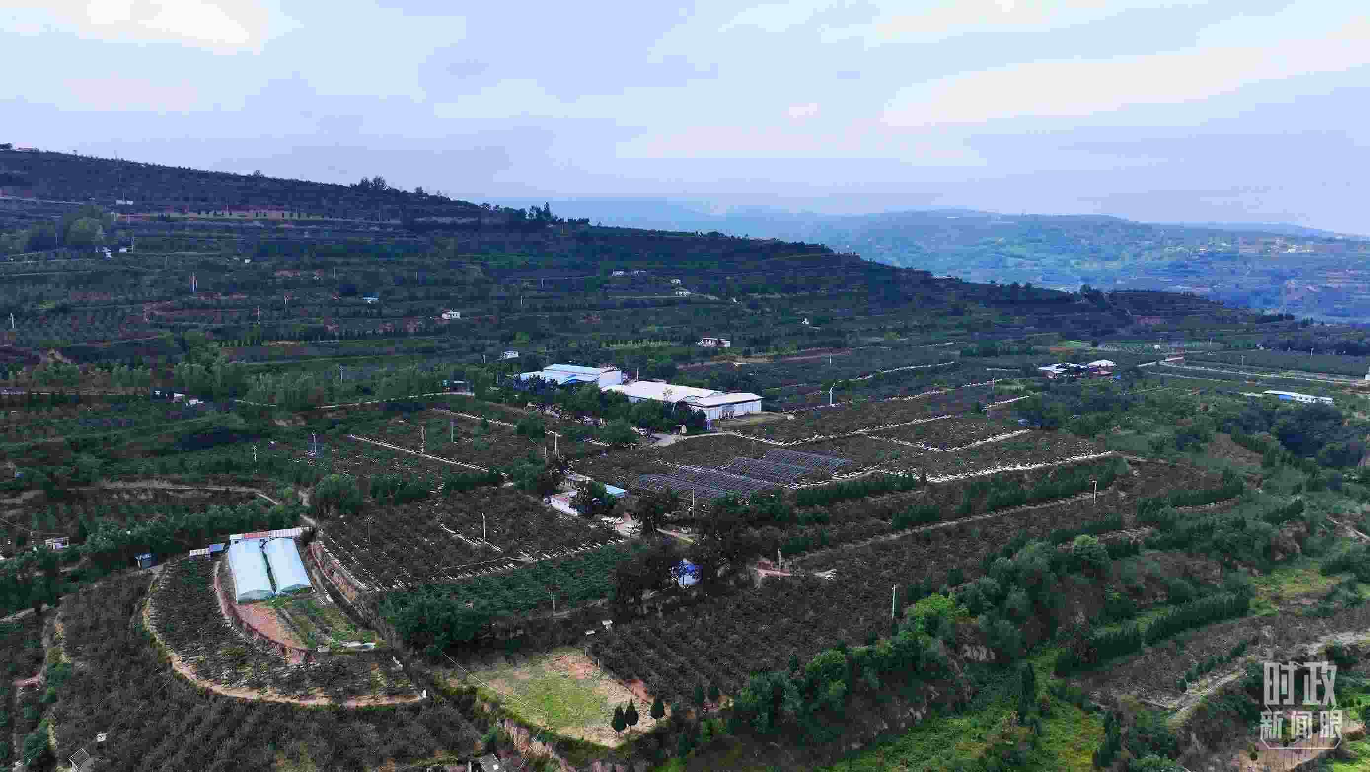 △ 麥積區(qū)南山花牛蘋(píng)果基地。（總臺(tái)央視記者范凱拍攝）