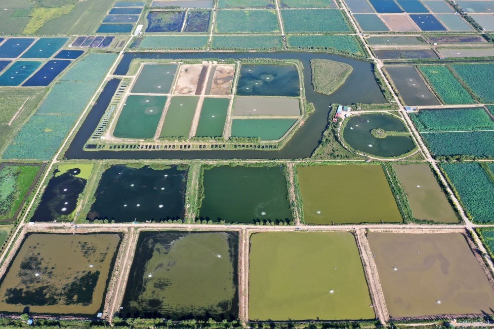 2024年8月13日在山西省臨猗縣薛公村拍攝的蟹塘（無人機照片）。薛公村位于黃河岸邊，有5000多畝黃河灘涂和近5000畝荒溝。當(dāng)?shù)赝ㄟ^將荒溝和灘涂進行整合，發(fā)展特色水產(chǎn)養(yǎng)殖，讓守著黃河水、住在黃河灘的薛公村村民有了新的致富路。
