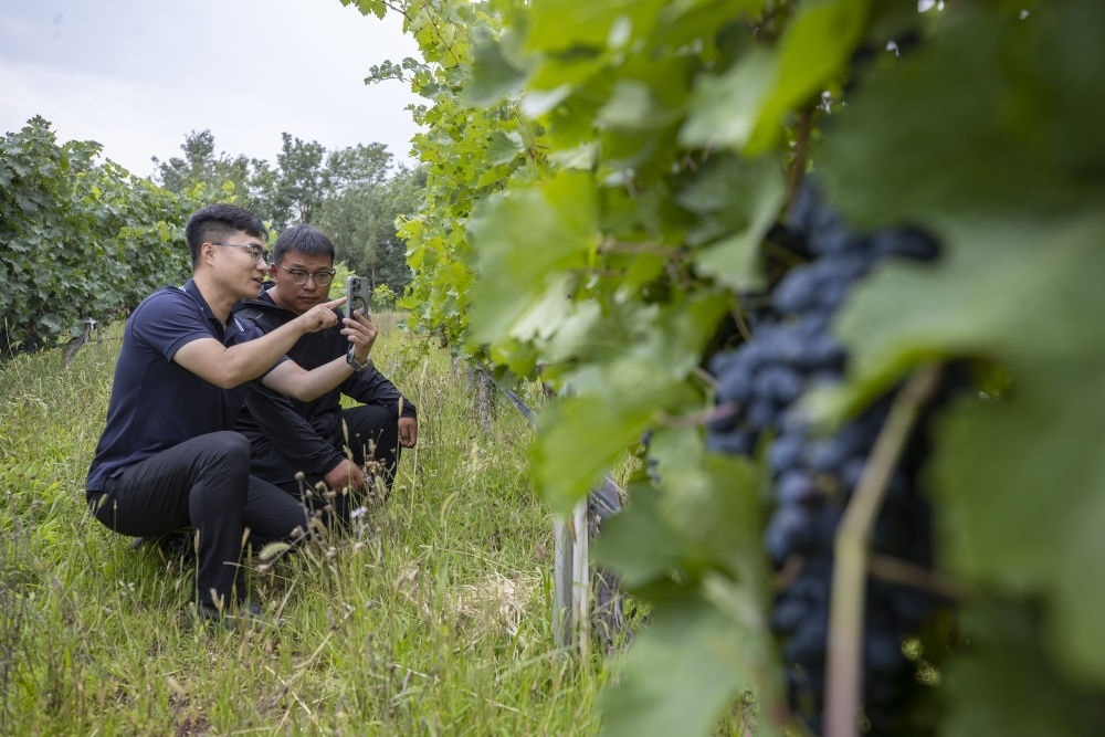 2024年8月15日，技術(shù)人員（左）和工作人員在寧夏銀川市西夏區(qū)的一個葡萄園工作。為推動黃河流域生態(tài)保護和高質(zhì)量發(fā)展先行區(qū)建設(shè)，銀川市積極打造高標(biāo)準(zhǔn)葡萄園，借助各種傳感器監(jiān)測釀酒葡萄的生長狀態(tài)，實現(xiàn)精準(zhǔn)灌溉，從而高效節(jié)約黃河水。