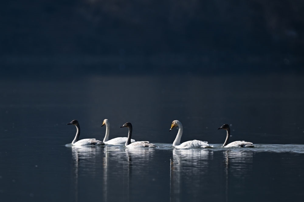 2023年11月30日，天鵝在青海省海東市化隆回族自治縣群科鎮(zhèn)境內(nèi)的黃河上游弋。近年來，青海省加大力度保護治理境內(nèi)黃河流域，改善當(dāng)?shù)厣鷳B(tài)環(huán)境，為越冬候鳥提供良好棲息地。