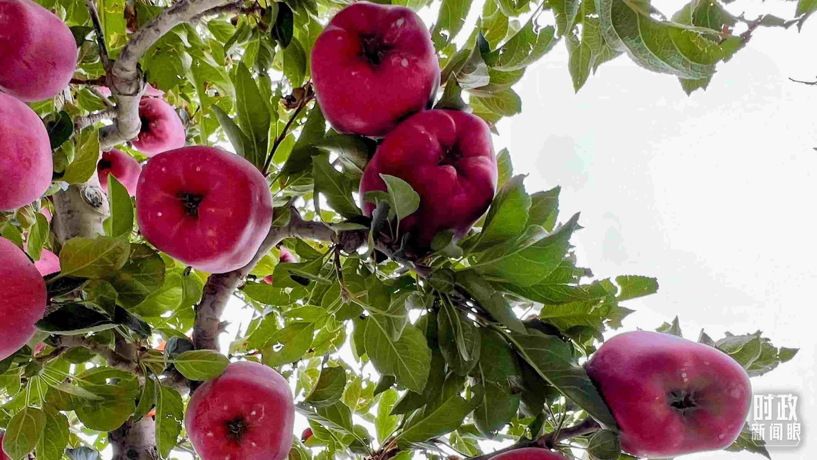 △南山花牛蘋果基地是元帥系蘋果生產(chǎn)基地。（總臺央視記者程鋮拍攝）