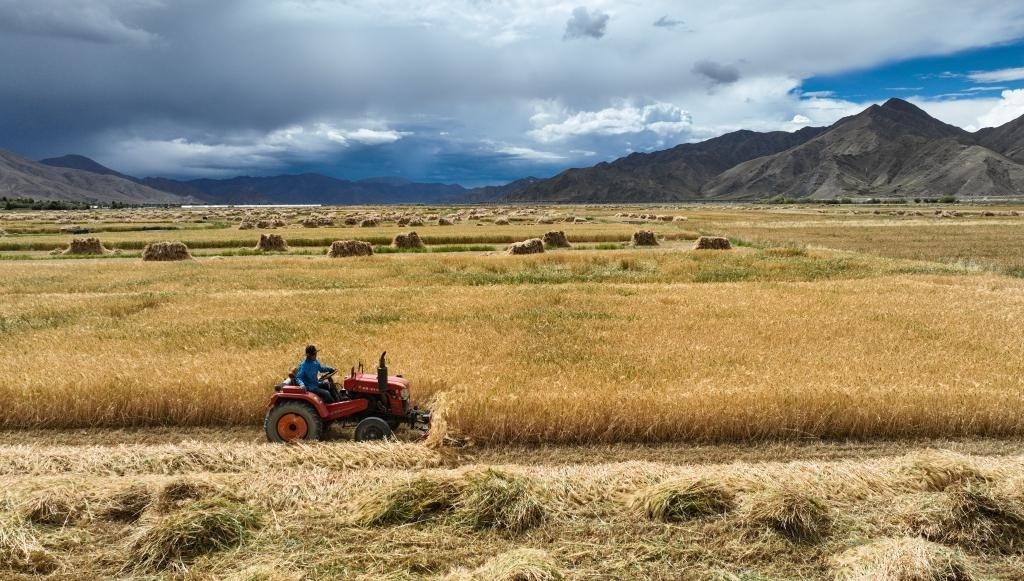9月10日，在西藏日喀則市白朗縣巴扎鄉(xiāng)拍攝的秋收?qǐng)鼍埃o人機(jī)照片）。新華社記者晉美多吉 攝